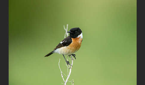 Schwarzkehlchen (Saxicola torquata)