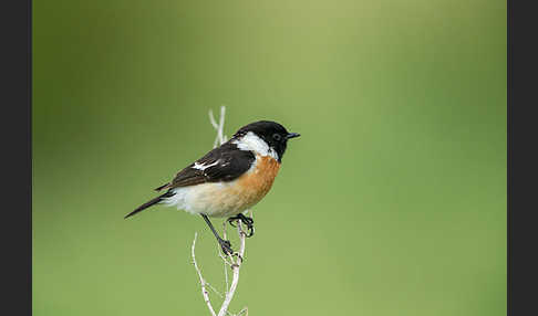 Schwarzkehlchen (Saxicola torquata)