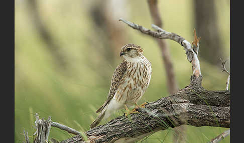 Merlin (Falco columbarius)