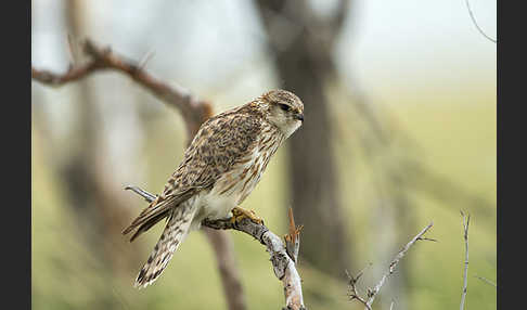 Merlin (Falco columbarius)