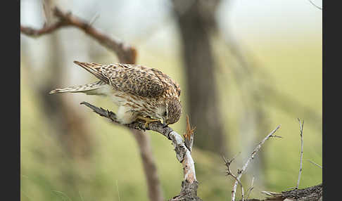 Merlin (Falco columbarius)