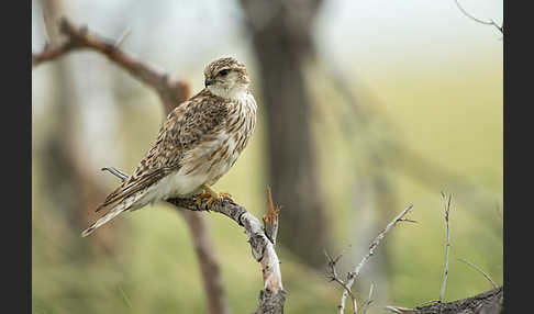 Merlin (Falco columbarius)