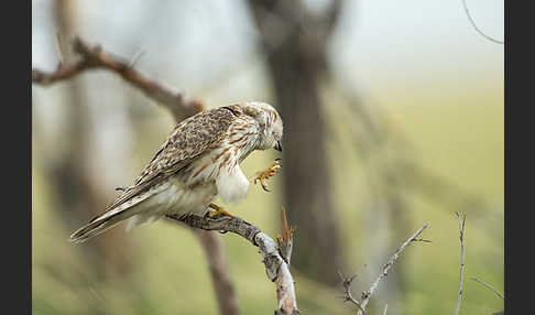 Merlin (Falco columbarius)