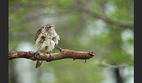 Merlin (Falco columbarius)