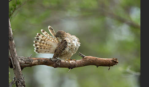 Merlin (Falco columbarius)