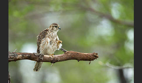 Merlin (Falco columbarius)