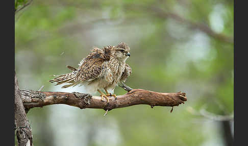 Merlin (Falco columbarius)