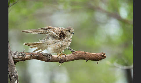 Merlin (Falco columbarius)