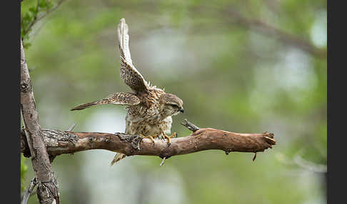 Merlin (Falco columbarius)