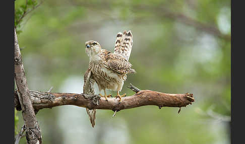 Merlin (Falco columbarius)