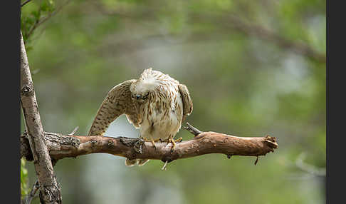 Merlin (Falco columbarius)