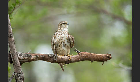 Merlin (Falco columbarius)