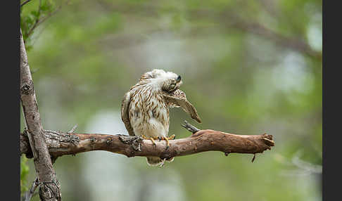 Merlin (Falco columbarius)