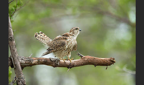 Merlin (Falco columbarius)