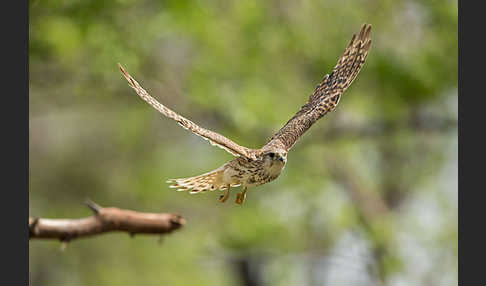 Merlin (Falco columbarius)