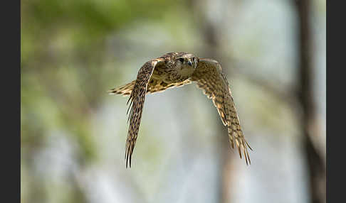 Merlin (Falco columbarius)