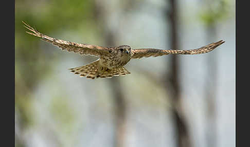 Merlin (Falco columbarius)