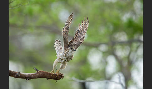 Merlin (Falco columbarius)