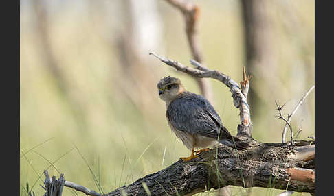 Merlin (Falco columbarius)