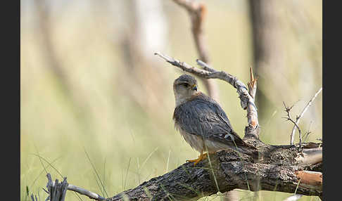 Merlin (Falco columbarius)