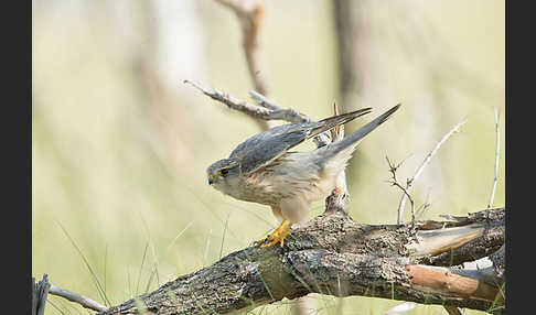 Merlin (Falco columbarius)