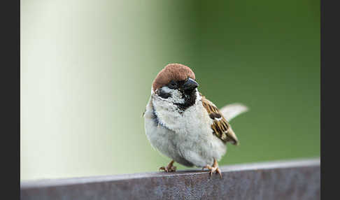 Feldsperling (Passer montanus)