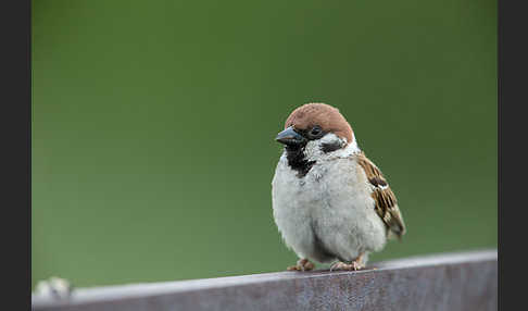 Feldsperling (Passer montanus)