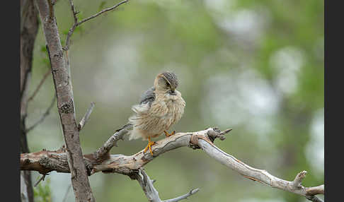 Merlin (Falco columbarius)