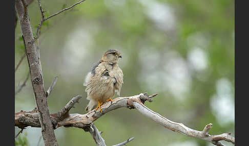 Merlin (Falco columbarius)