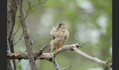 Merlin (Falco columbarius)