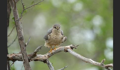 Merlin (Falco columbarius)