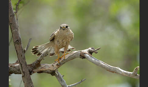 Merlin (Falco columbarius)