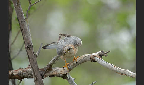 Merlin (Falco columbarius)