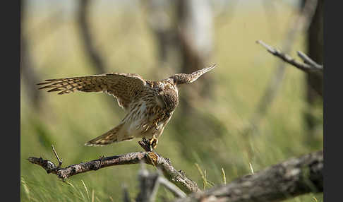 Merlin (Falco columbarius)