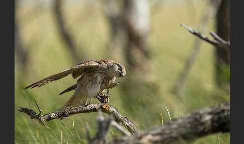 Merlin (Falco columbarius)