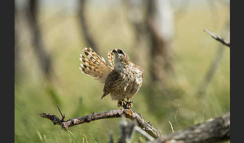 Merlin (Falco columbarius)