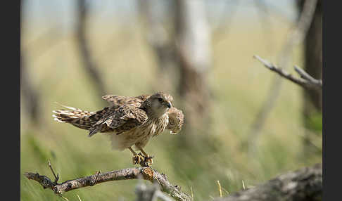 Merlin (Falco columbarius)