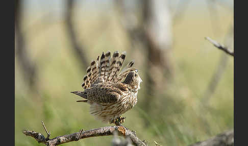 Merlin (Falco columbarius)