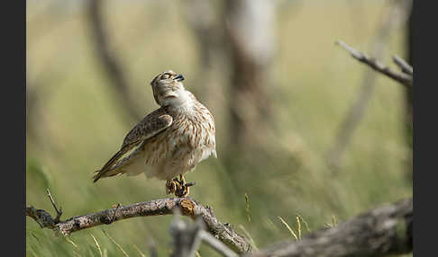 Merlin (Falco columbarius)