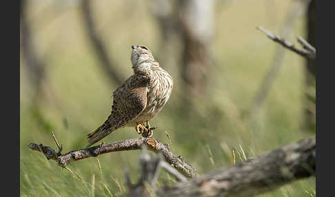 Merlin (Falco columbarius)