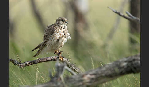 Merlin (Falco columbarius)