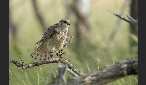 Merlin (Falco columbarius)