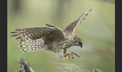 Merlin (Falco columbarius)