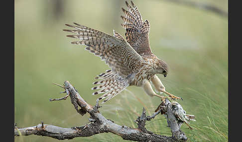 Merlin (Falco columbarius)