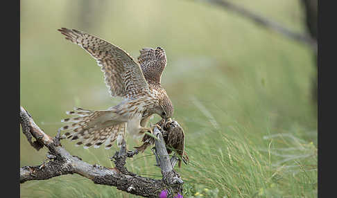 Merlin (Falco columbarius)