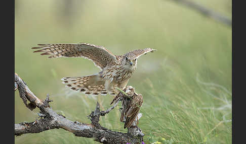 Merlin (Falco columbarius)