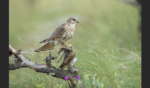 Merlin (Falco columbarius)