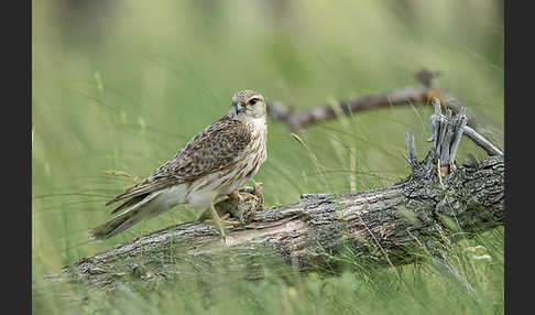 Merlin (Falco columbarius)