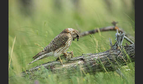 Merlin (Falco columbarius)