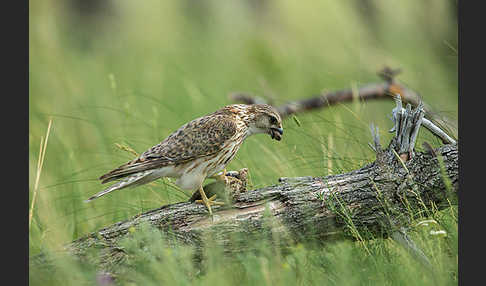 Merlin (Falco columbarius)